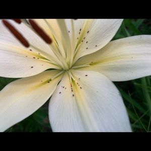 Meet your Posher, Izzy